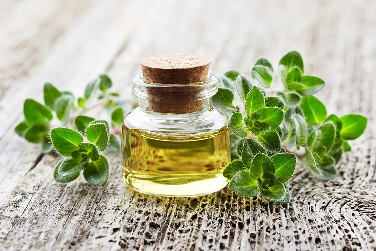 oregano-range-louianna